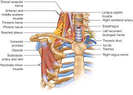 Principal functions are the protection of internal viscera and an the structures of the chest wall and thoracic outlet are complex. Chest Wall Anatomy Springerlink