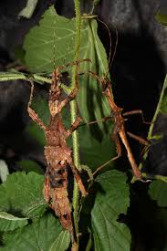 Image result for Tristachya viridiaristata