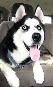They were used during world war ii for search and rescue operations. Silver Spring Md Siberian Husky Meet Nanuk A Pet For Adoption
