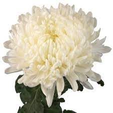 White Football Mum Flower Fiftyflowers Com Mums Flowers Football Mums White Flowers
