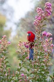 On large shrubs and trees, remove basal suckers, twiggy growth, crossing branches, and branches growing toward the center of the plant. Crepe Myrtles How To Grow And Care For Better Homes And Gardens