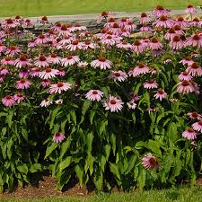Image result for Echinacea purpurea `Magnus`