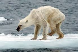 Image Result For Polar Bear Skinny Polar Bear Polar Bear Bear Photos