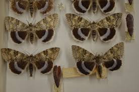 Image result for Catocala electa