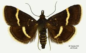 Image result for Pyrausta cingulata