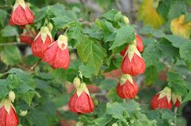 In winter, several plants blossom with spectacular colors that brighten up the landscape, even though a much smaller variety can bloom in winter than in the other seasons. Bloom Alert Fall Flower Gardening In Northern Ca
