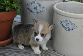 Pembroke welsh corgi puppies available now.they are current on all shots, potty trained, akc registered, and have a excellent pedigree. Corgi Puppies For Sale Jacksonville Fl 146642