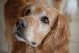 How Much Do Golden Retrievers Cost Factors Of Golden Prices