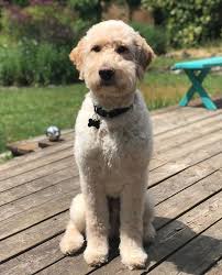 Image result for goldendoodle teddy bear cut goldendoodle haircuts, dog haircuts,. 20 Best Goldendoodle Haircut Pictures The Paws