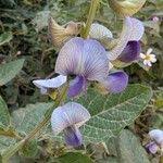 Image result for Crotalaria verrucosa