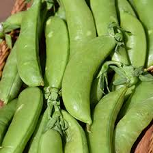Image result for Pisum sativum