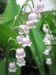 pink lily of the valley lily of the valley flowers lily of the valley fresh flowers arrangements