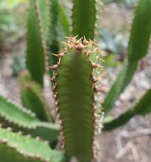 Image result for Euphorbia griseola