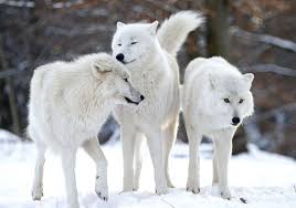 Maybe you would like to learn more about one of these? Siapa Hewan Terindah Hewan Terindah Di Planet Ini