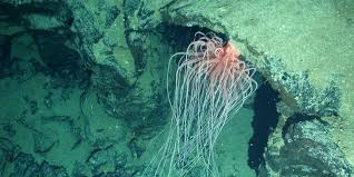 Image result for Aneilema nyasense