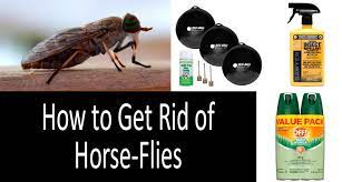 How To Get Rid Of Horse Flies For Cattle Yard 2021 Buyer S Guide
