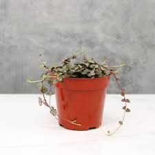 Image result for Ceropegia buchananii