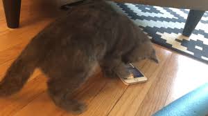 Two Kittens Plays Mouse For Cats On The Iphone Cat Mouse Cats Kittens Playing