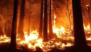 Australia S Bushfires Science Lesson For Kids Make A Diy Fire Extinguisher In 2020 Forest Fire California Wildfires Natural Disasters