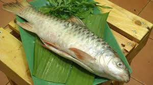 Sifat ikan kelah yang kita tahu, ia. Kelah Merah Is King Of The River Exotic Fish Picture Of King Patin Batu Caves Tripadvisor