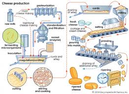 Cheese Making Process Hbmmrgjm