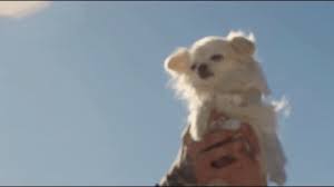 Chippy is a little dog with a lot of love in his heart for you. Tiny Puppy Gifs Get The Best Gif On Giphy