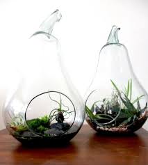 Pin On Plants Succulents Airplants And Their Keepers