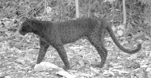 Browse the user profile and get inspired. Malaysia S Black Panthers Finally Reveal Their Leopard S Spots