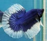 High Quality Imported Betta Fighter Fishes Halfmoon Triple Ray Crown Tail Dumbo Ears Pure White Bettas Available 9833898901 Joe Aqua Worl Betta Fish Betta Fish