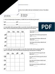 Chapter 10 dihybrid cross worksheet answer key pdf. Dihybrid Worksheet Pdf Genotype Zygosity