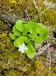 Image result for Rubus repens