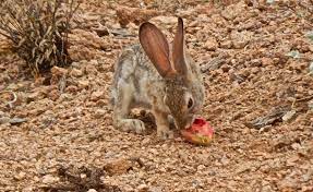 Rabbit Eating Prickly Pear Cactus Fruit Rabbit Eating Animals Prickly Pear Cactus