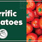 Terrific Tomatoes