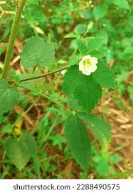 Image result for Hibiscus lobatus