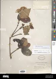 Image result for Rogiera amoena