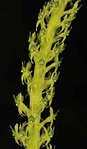 Image result for Malaxis