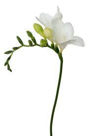 Pin On Advanced Floral Id