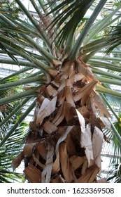 Image result for Sabal domingensis