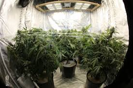 Grow tent led light setup. New Amurican Gospels Best Light For 3x3 Grow Tent