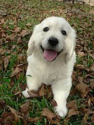 The Cutest English Cream Golden Retriever Goldenretrievernames White Golden Retriever Puppy Retriever Puppy Golden Retriever