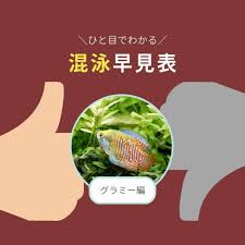 グラミー 混泳