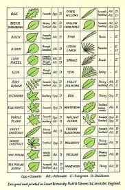 Tree Leaf Identification Click And Like Our Facebook Page Leaf Identification Tree Leaf Identification Tree Identification