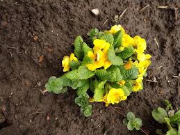 Image result for Primulaceae