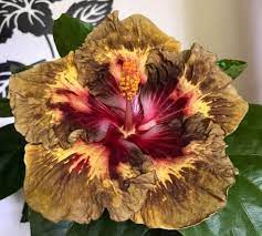 Pin By Irina On Hibiskus Hibiscus Flowers Hibiscus Strange Flowers