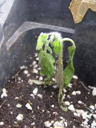 Image result for tomato seedling fusarium wilt
