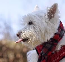 Almost always adored and amusing to be around, however, this breed doesn't like to have its private space invaded. Annie The Westie West Highland Terrier Westies Cutest Dog Ever