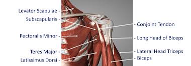 The conjoint tendon formed by the short head of biceps brachii and coracobrachial muscles is attached to the tip of the cp. Conjoined Tendon Shoulder Anatomy