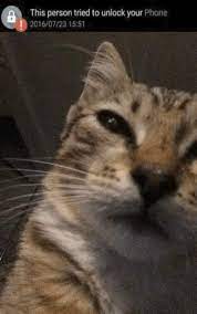 The only thing you … I Love Cats Someone Tried To Unlock Your Phone Facebook