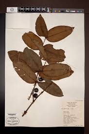 Image result for Memecylon sp. D