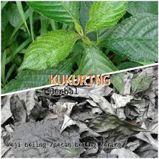 Daun pecah kaca banyak manfaat utk kesihatan. Daun Keji Beling Kering 100gr Atau Pecah Beling Kering Lazada Indonesia